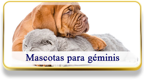 Mascotas para Géminis