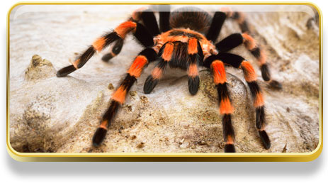 ¿Qué significa soñar con tarantulas?